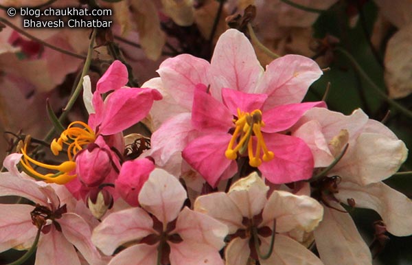 Close-up of Beautiful Java Cassia Flowers - Pink Shower, Rainbow Shower, Apple Blossom Cassia, Cassia agnes (de Wit) Brenan, Nodding Cassia, Pink Cassia [Other names] - Cassia Javanica [Binomial/Scientific name] - Caesalpiniaceae [Family — same as Gulmohar]